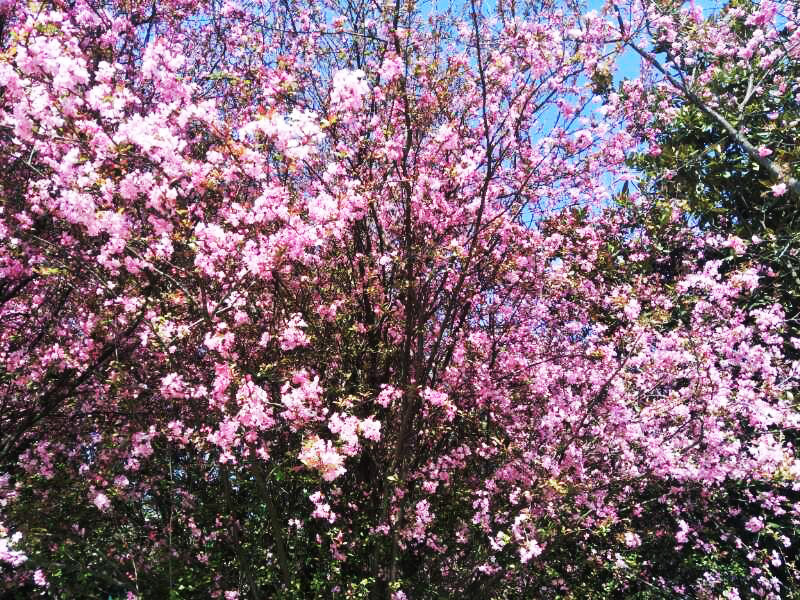 7790必发集团(中国)有限公司-BinG百科